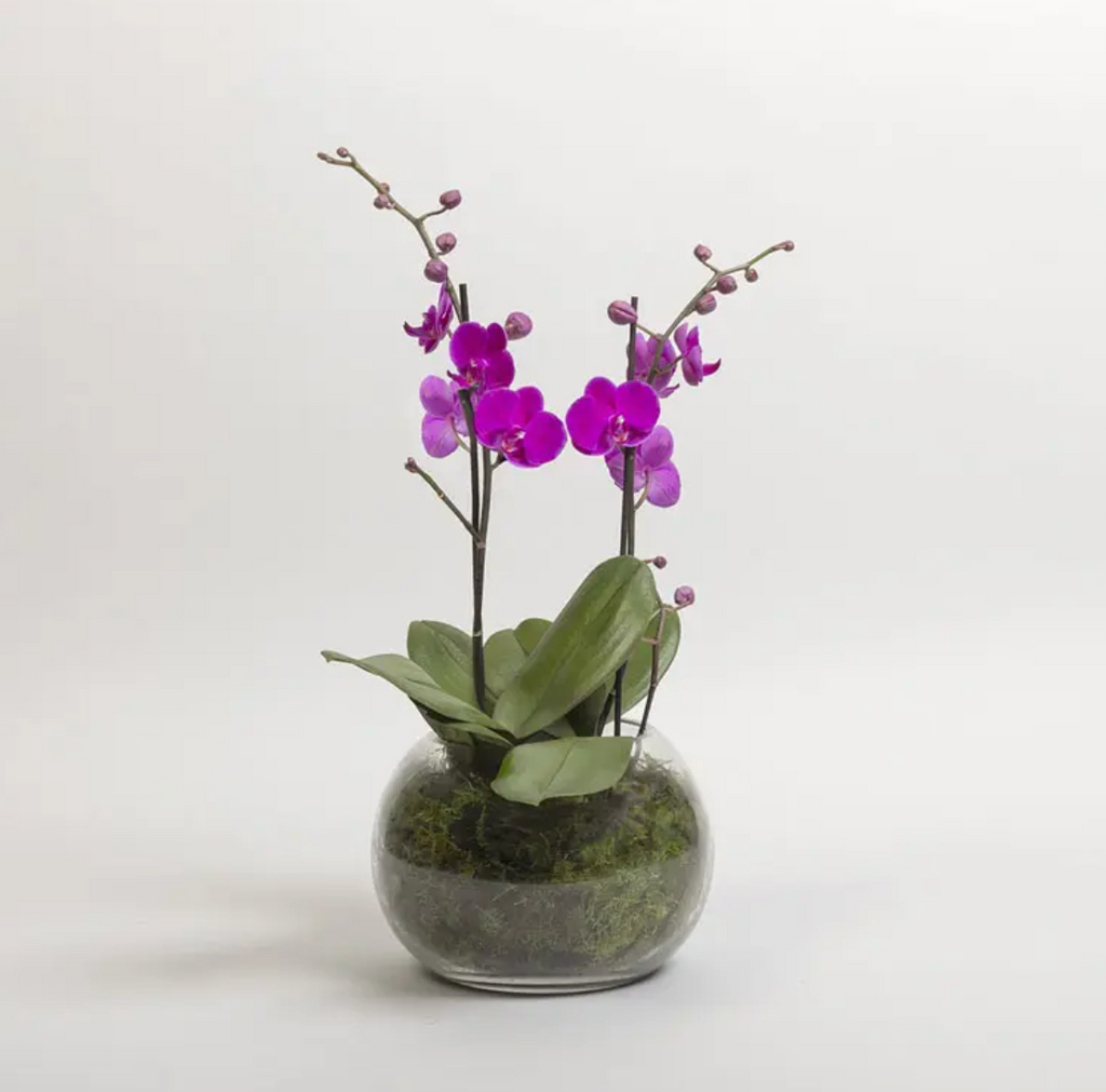 Fresh Orchid in Carnegie Florist