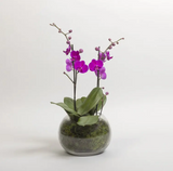 Fresh Orchid in Carnegie Florist