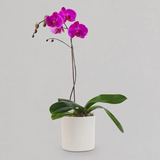 Fresh Orchid in Carnegie Florist