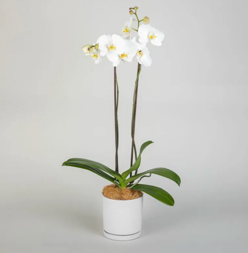 Fresh Orchid in Carnegie Florist