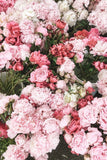 a. Florist Choice - Pink Colour